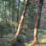 лесная дорога от ул. Чкалова в сторону спущенного пруда